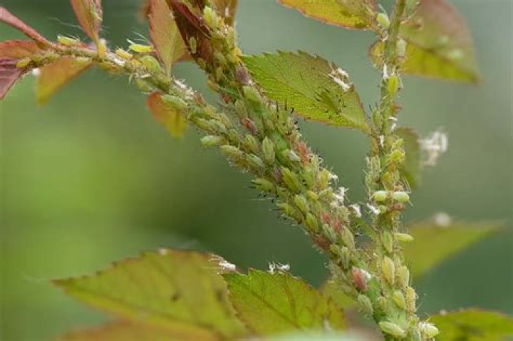 aphids on roses