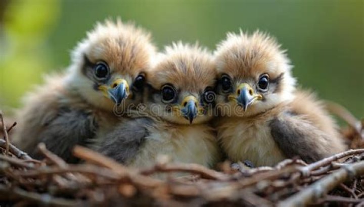 baby hawk at nest