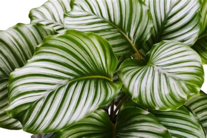 big green leaf plant