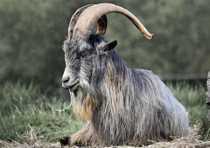 :goat: