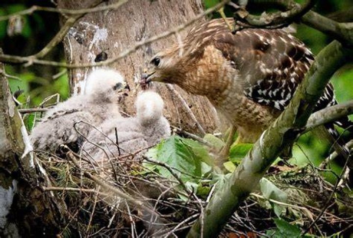 hawk in nest