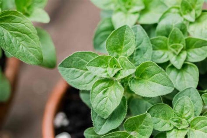 Oregano ä¸­æ - How To Discuss
