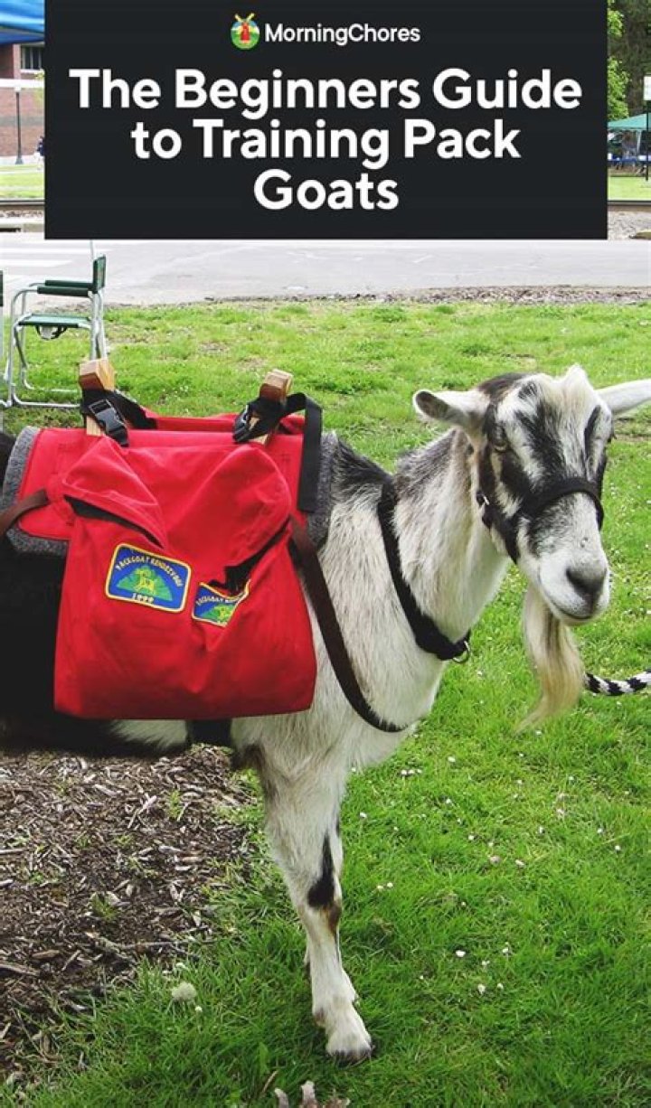 Pack goats - How To Discuss