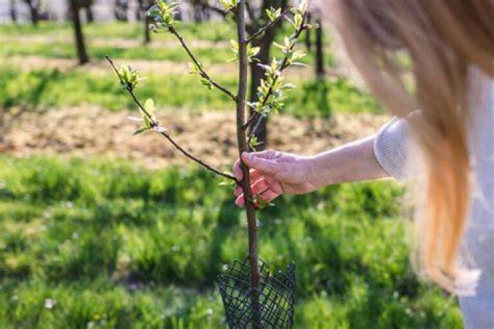 Pluot tree - How To Discuss