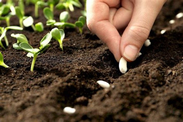 sowing seeds