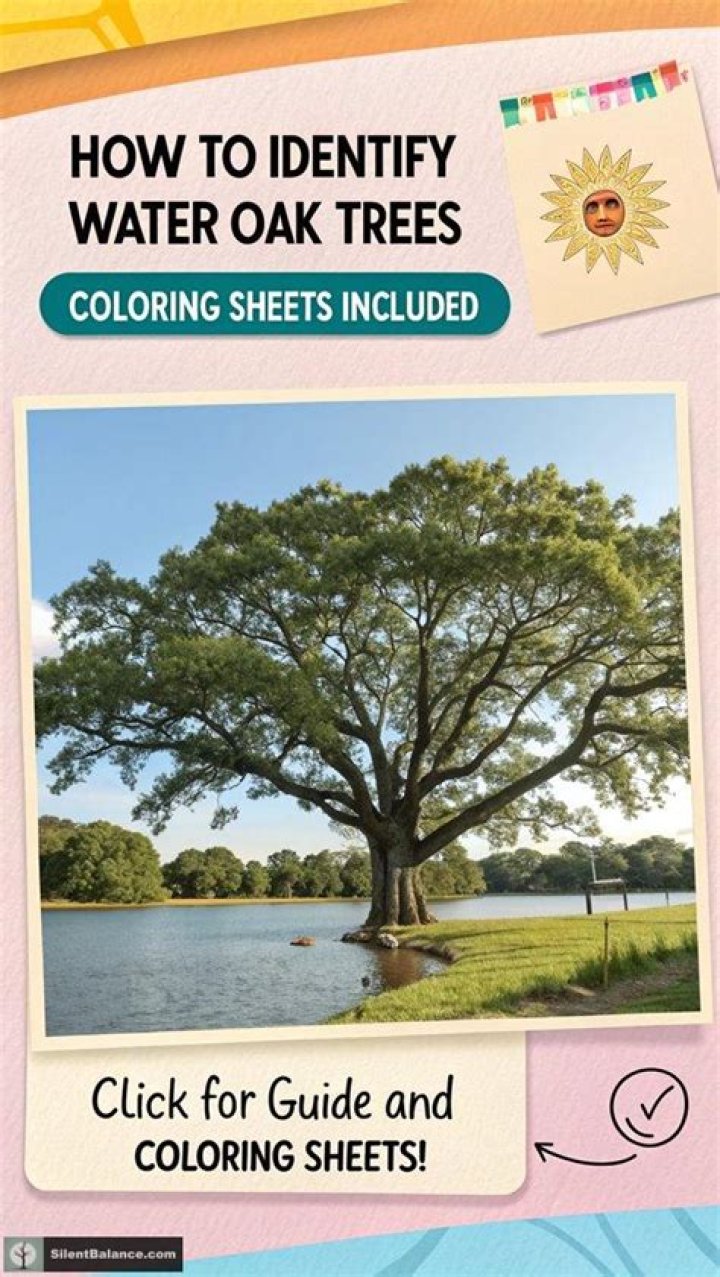 Water oak - How To Discuss