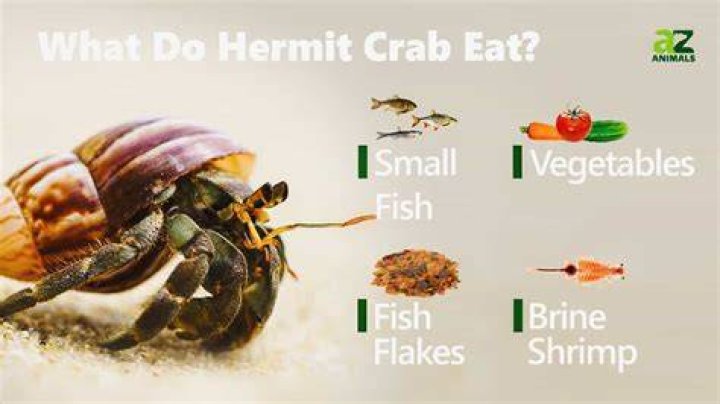 what do hermit crabs eat?