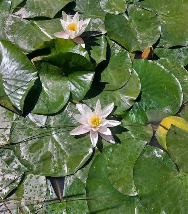white lotus-flowe
