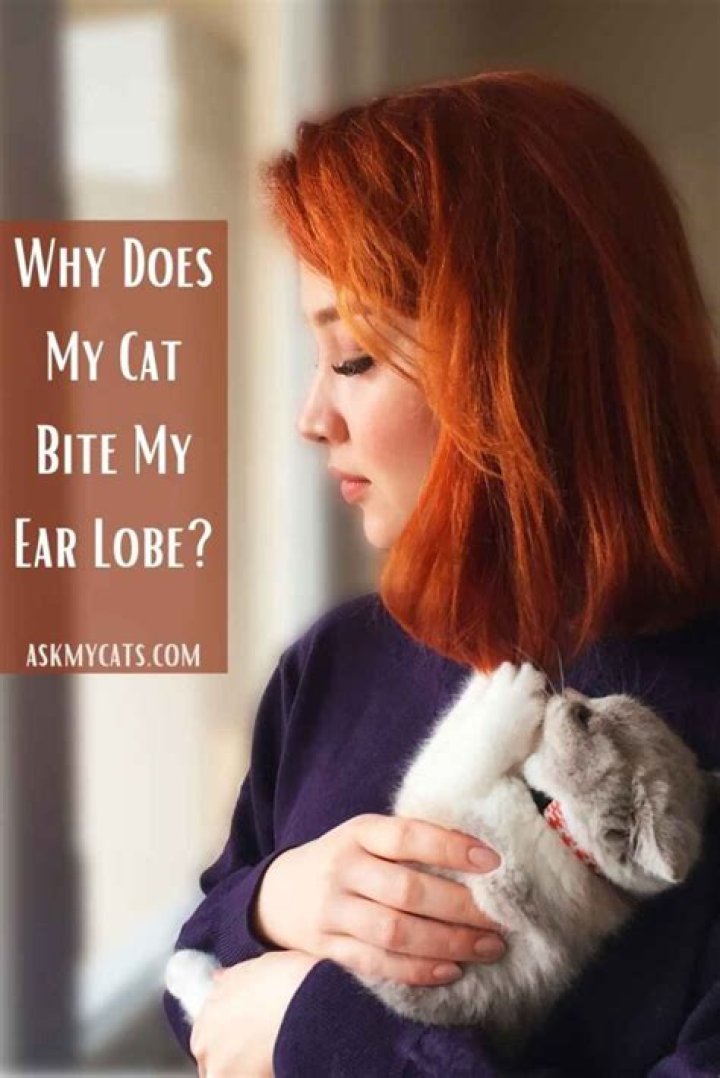 Why Does My Cat Bite My Ear Lobe